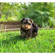 Cute Yorkie Puppies For Adoption 